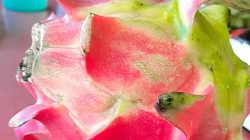 MANFAAT BUAH NAGA