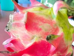 MANFAAT BUAH NAGA